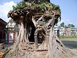 15 Kathmandu Gokarna Mahadev Temple Tree Shrine With Shiva Lingam